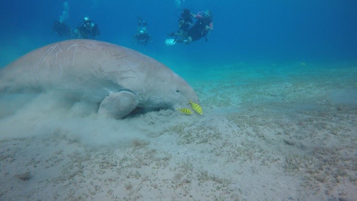 Dugong at Marsa Abu Dabab by Lars Lundquist